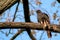 Common blackbird Turdus merula. Single birds perching on an a tree branch in a bright April day. Beautiful birds, looking for