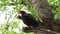 The common blackbird Turdus merula sings a mating spring song while sitting on a branch