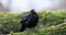Common blackbird turdus merula sits  in the tree. Early spring. Nature sounds i