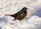 Common Blackbird - Turdus merula on snow or is it?