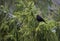The common blackbird Turdus merula is a species of true thrush.