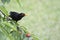 The common blackbird Turdus merula is a species of true thrush.