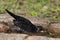 Common blackbird in water