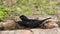 Common blackbird in water