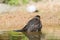 Common blackbird in water