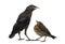 Common Blackbird and Western Jackdaw, isolated