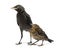 Common Blackbird and Western Jackdaw, isolated