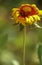 Common Blanketflower