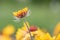 Common blanketflower Gaillardia aristata, a budding flower