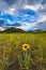 Common Blanketflower Gaillardia aristata Colorado