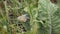 Common blue batterfly on grass leaves