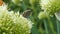 Common blue batterfly on white spherical inflorescence