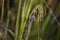 Common Blue on a blade of Grass