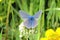 Common Blue Or British Blue Butterfly - Polyommatus Icarus - Feeding On Clover Flowers In a Wild Flower Meadow