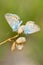 Common blue butterflies-males resting on dry flowers.