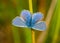 Common Blue butterfly