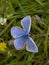 Common Blue Butterfly