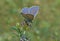 Common blue butterfly