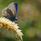 Common Blue Butterfly Basking in the Sun