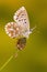 Common blue butterfly on carrot