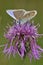 Common Blue Butterfly on Greater Knapweed