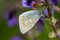 common blue butterfly hanging from the leaf of a wild flower