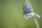 Common Blue Butterfly (Polyommatus icarus)