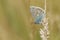 Common Blue Butterfly (Polyommatus icarus ).