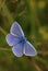 Common Blue Butterfly (Polyommatus icarus ).