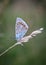 The common blue butterfly, Polyommatus icarus is a butterfly in the family Lycaenidae and subfamily Polyommatinae.