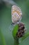 The common blue butterfly, Polyommatus icarus is a butterfly in the family Lycaenidae and subfamily Polyommatinae.