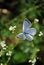 The common blue butterfly Polyommatus icarus butterfly sitting on tumbleweed white flowers macro close up detail