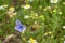 Common Blue Butterfly, Polyommatus icarus, perching on a little flower