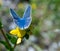Common blue butterfly polyommatus icarus on yellow birdsfoot blossom lotus corniculatus