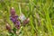 Common Blue butterfly searching nectar on a wild sage