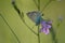 Common blue butterfly on a spreading bellflower in nature, small butterfly resting on a purple flower