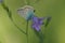 Common blue butterfly on a spreading bellflower in nature, small butterfly resting on a purple flower