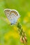 Common Blue butterfly (vertical frame).