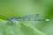 Common Blue Damselfly