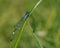 Common Blue Damselfly on a blade of grass