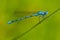 Common Blue Damselfly (Enallagma cyathigerum)