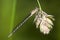 Common Blue Damselfly (Enallagma cyathigerum)