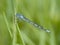 Common blue damselfly, Enallagma cyathigerum