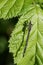 A Common Blue Damselfly,  Enallagma cyathigerum, perching on a bramble leaf eating an insect it has just caught.