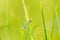 Common Blue damselfly on a grass straw on a meadow