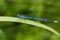 Common blue damselfly or Northern bluet on grass