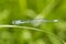 Common blue damselfly or Northern bluet on green