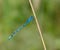 Common Blue Damselfy