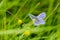 Common blue feeding in meadow