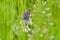 Common blue feeding om white clower in meadow